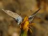 54321 – Photo : Alexandre Vinot – France (88)