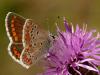 54222 – Photo : Alexandre Vinot – France (88)