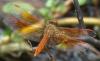 54871 – Photo : Benoit Guillon – Cambodge
