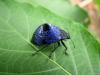 54356 – Photo : J.-H. Yvinec – Guyane française