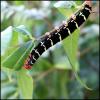 54303 – Photo : Olivier Lacaton – Martinique