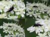 54345 – Photo : Bernadette Cassel – France (69)