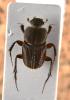 54683 – Photo : vanderbergh – Zambie