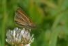 54152 – Photo : Christine Deconinck – France (19)