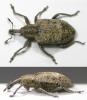54013 – Photo : Arthropa - Benoit Martha – France (29)