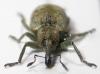 54012 – Photo : Arthropa - Benoit Martha – France (29)