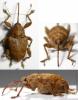 54039 – Photo : Arthropa - Benoit Martha – France (71)