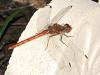 Sympetrum striolatum