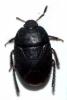 Sehirus luctuosus