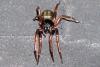 Cetonana laticeps