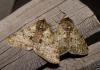 54331 – Photo : Arnaud Jean-Pierre – France (09)