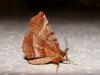 54503 – Photo : Arnaud Jean-Pierre – France (09)