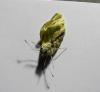 Pieris sp.