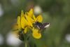 54025 – Photo : eudemis – France (33)