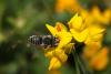 54024 – Photo : eudemis – France (33)