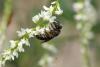 54286 – Photo : eudemis – France (33)