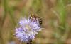 54175 – Photo : eudemis – France (33)