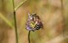 54177 – Photo : eudemis – France (33)