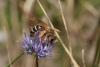 54211 – Photo : eudemis – France (33)