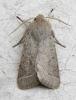 54989 – Photo : Louis Weitten – France (57)