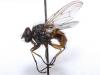 Phaonia subventa