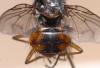 Phaonia subventa