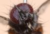 Phaonia subventa