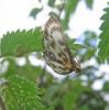 54349 – Photo : congo – Belgique