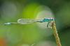 Ischnura elegans