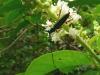 54156 – Photo : Alexandre Vinot – Guyane française