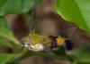 54036 – Photo : TheoG – Madagascar