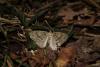 54942 – Photo : Denis Vandromme – France (36)