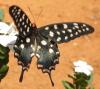 54126 – Photo : TheoG – Madagascar
