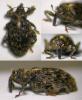 54073 – Photo : Arthropa - Benoit Martha – France (29)