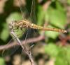Orthetrum coerulescens