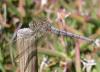 Orthetrum coerulescens