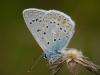 54228 – Photo : Alexandre Vinot – France (88)