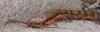54038 – Photo : Olivier Fournajoux – Madagascar