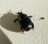 54570 – Photo : E. SERRES – France (83)