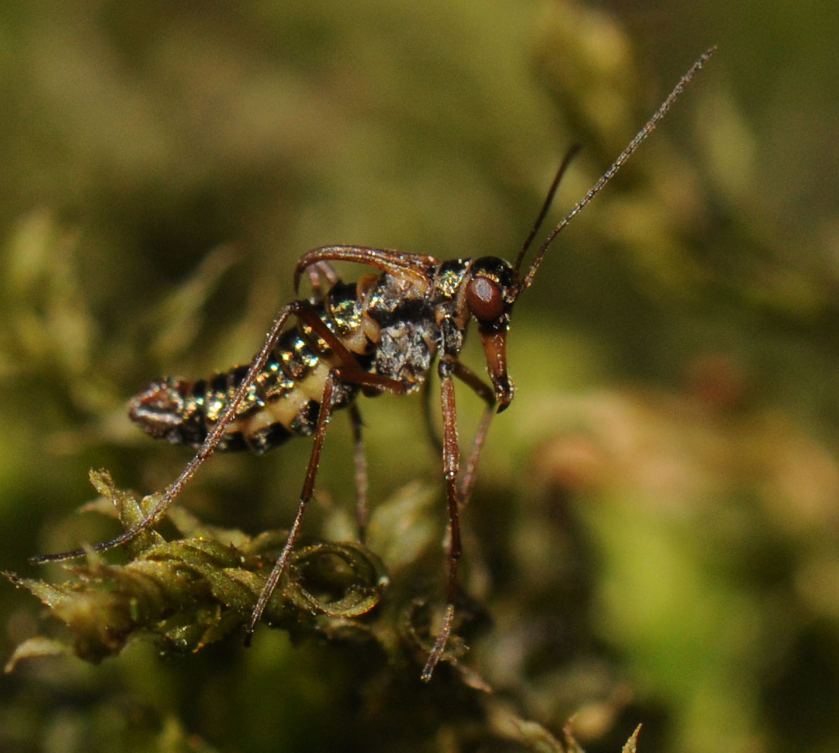 Réf. 54301 — INSECTA > Mecoptera > Boreidae > Boreus hyemalis www