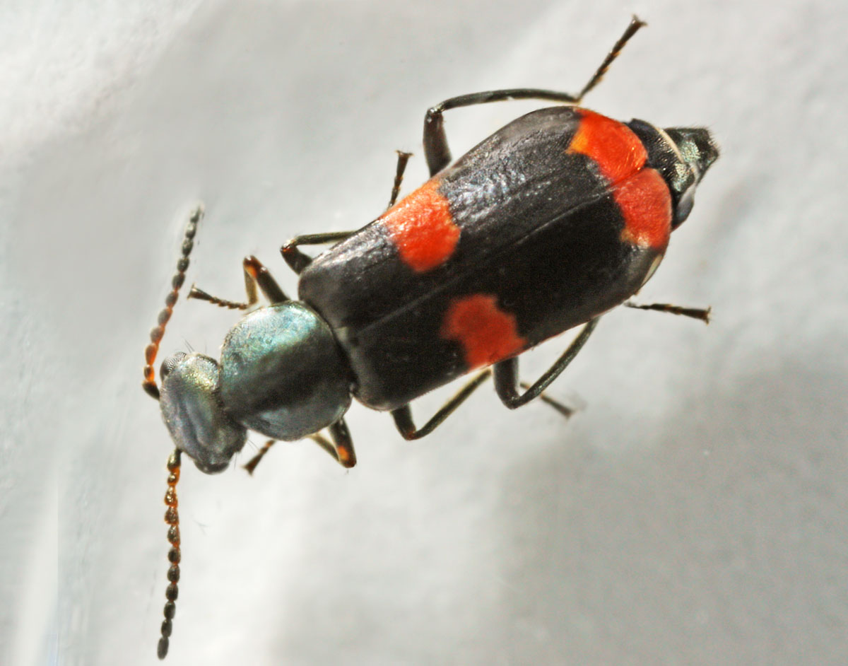 Dimitri GEYSTOR - Anthocomus fasciatus - réf. 54706 (1200 x 942 pixels, 122 ko)