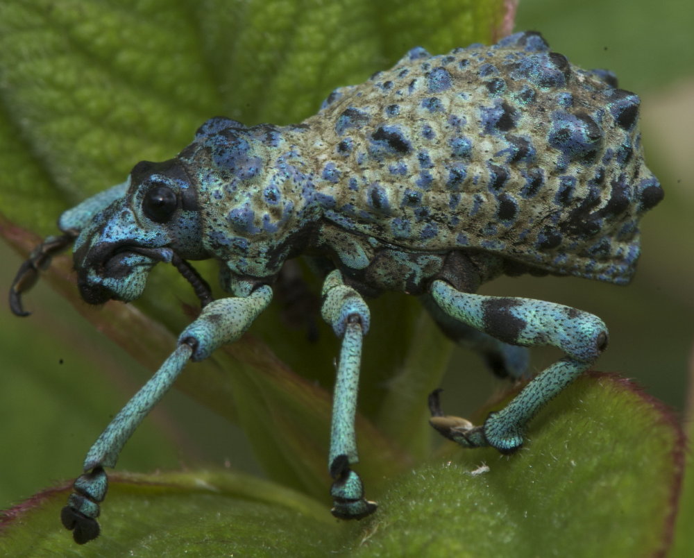 TheoG - Entiminae inconnu - réf. 54497 (1000 x 804 pixels, 139 ko)