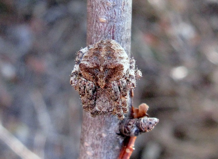 Jules d'Oc - Araneus angulatus - réf. 54131 (900 x 659 pixels, 175 ko)