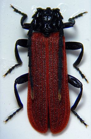 Ludovic FUCHS - Platycis minutus - réf. 54578 (294 x 450 pixels, 39 ko)