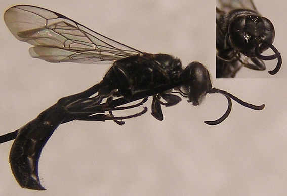 H. Dumas - Trypoxylon beaumonti - réf. 54775 (567 x 389 pixels, 168 ko)