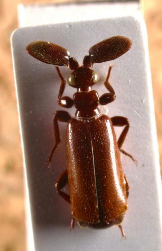 Paussus manicanus