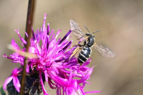 Réf. 55 728 : Halictus (simplex-compressus-langobardicus)