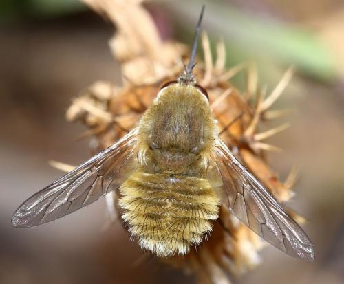 Réf. 55 530 : Systoechus sp.