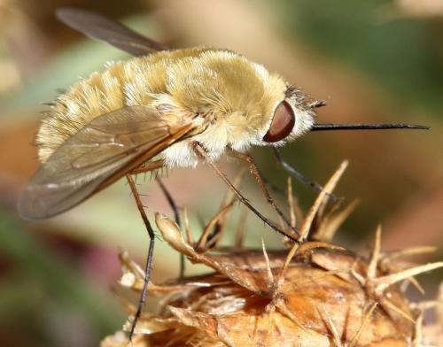 Réf. 55 531 : Systoechus sp.