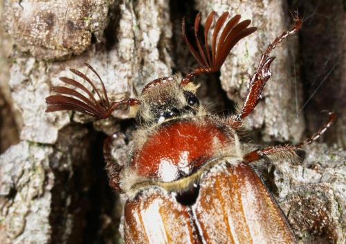 Melolontha hippocastani